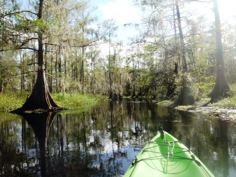 paddle Fisheating Creek