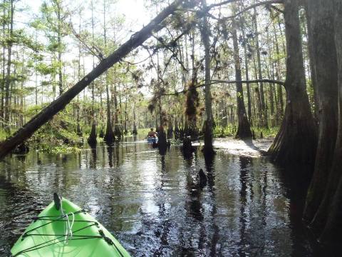 paddle Fisheating Creek