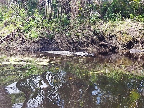 Paddling Loxahatchee River, wildlife