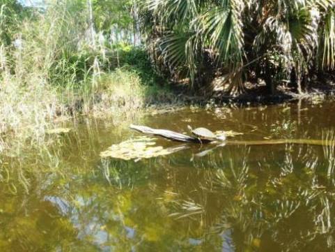 Paddling Loxahatchee River, wildlife