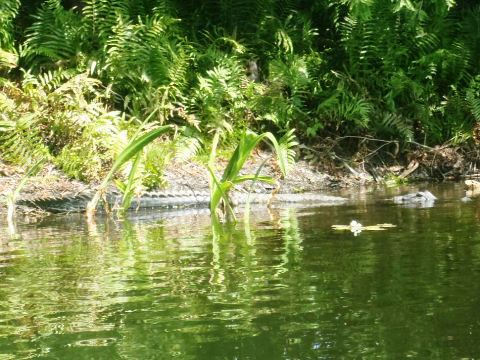 Paddling Loxahatchee River, wildlife