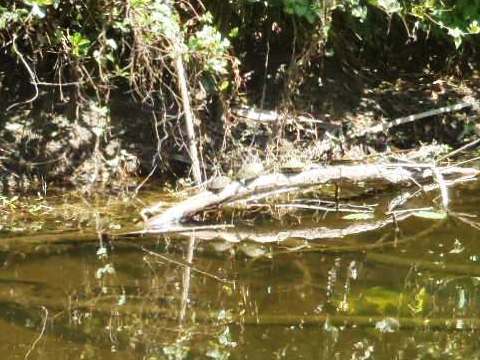 Paddling Loxahatchee River, wildlife