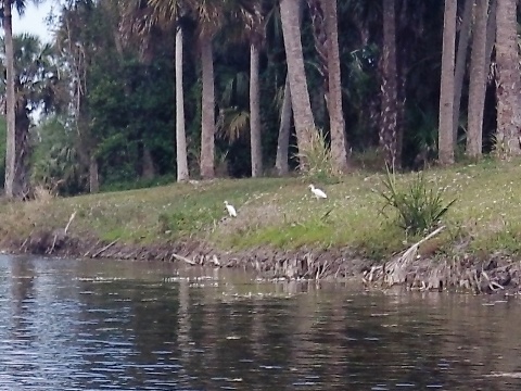 Paddling Loxahatchee River, wildlife