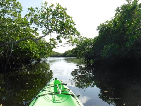 paddle Locahatchee River North at Jonathan Dickinson State Park, kayak, canoe