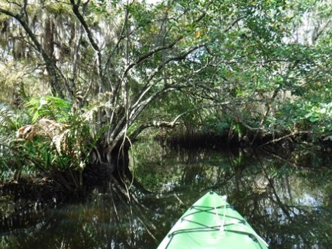 Paddling Loxahatchee, Kitching Creek, kayak, canoe