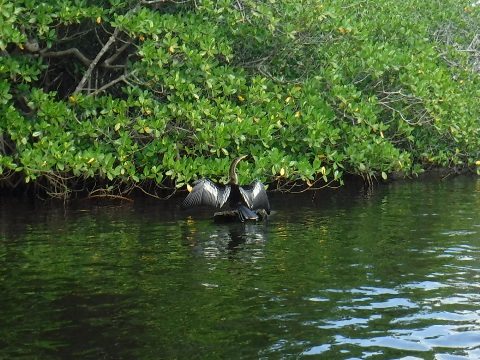 Paddling Loxahatchee River, wildlife