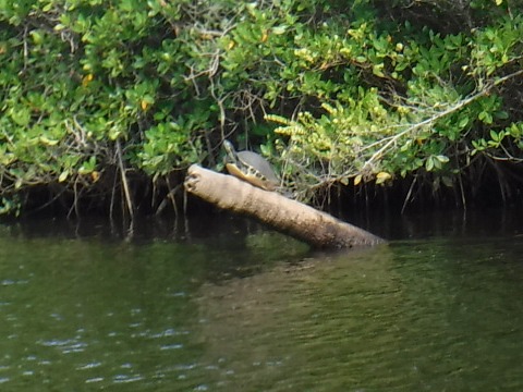 Paddling Loxahatchee River, wildlife