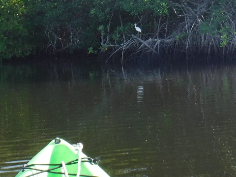 Paddling Loxahatchee River, wildlife