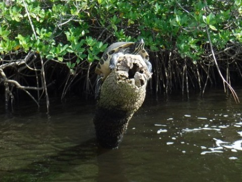 Paddling Loxahatchee River, wildlife