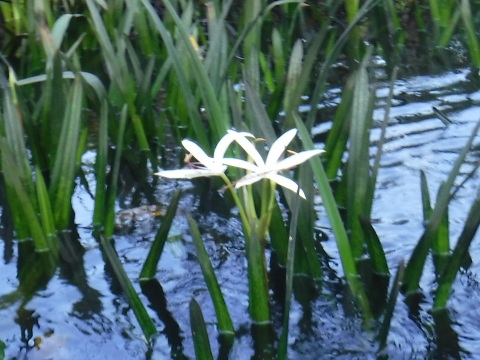 Paddling Loxahatchee River, wildlife