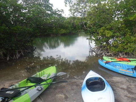 Oleta River, South FL paddling