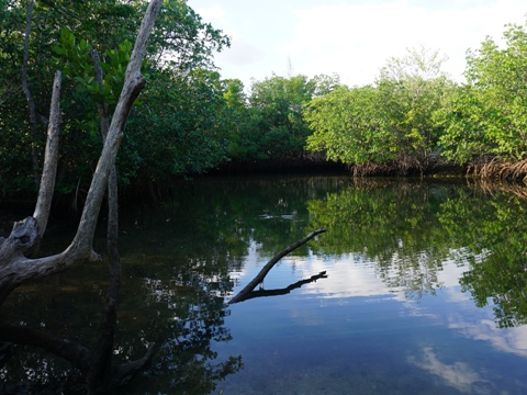 paddle Oleta River, south Florida