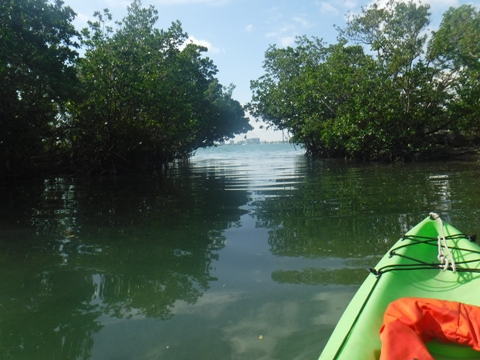 paddle Oleta River, south Florida