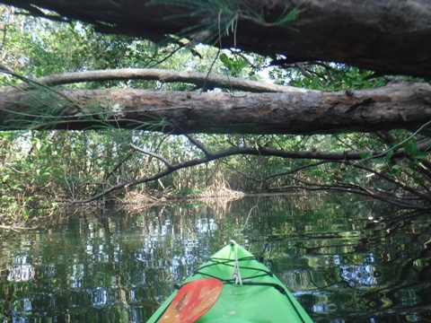 paddle Oleta River, south Florida