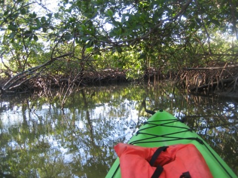 paddle Rookery Bay, Isle of Capri