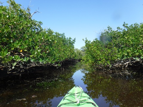 paddle Rookery Bay, Shell Point Paddling Trail