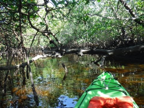 paddle Rookery Bay, Shell Point Paddling Trail