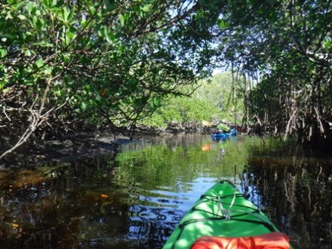 paddle Rookery Bay, Shell Point Paddling Trail