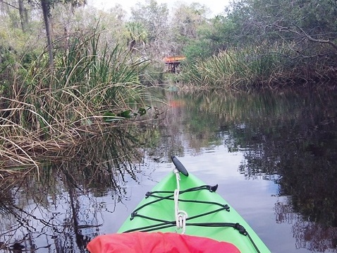 paddle Shell Creek, south Florida