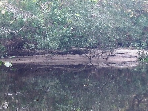 paddle Shell Creek, south Florida