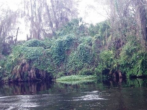 paddle Shell Creek, south Florida